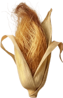 Mısır Püskülü
