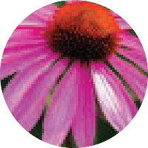 Echinacea