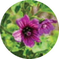 Marshmallow Flower