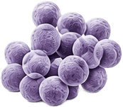 Enterococcus faecium
