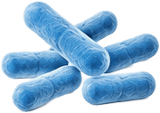 Lactobacillus acidophilus