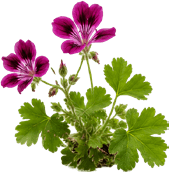 Pelargonium
