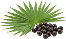 Saw Palmetto