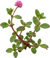Punarnava