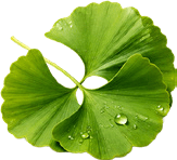 Ginkgo Biloba