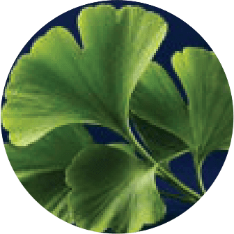 Ginkgo Biloba