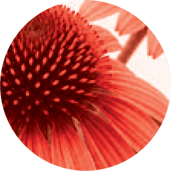 Echinacea