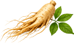 Panax Ginseng