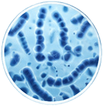 Enterococcus faecium