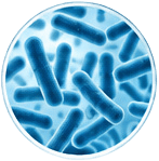 Lactobacillus acidophilus