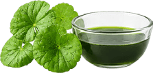 Centella Asiatica Ekstraktı